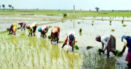 ধান চাষে ব্যস্ত চাঁপাই বরেন্দ্র অঞ্চলের কৃষক