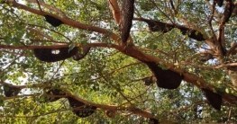 চাঁপাইনবাবগঞ্জে অর্ধশতাধিক মৌচাক এক গাছেই