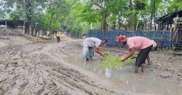 চাঁপাইনবাবগঞ্জে রাস্তা সংস্করণে ধানের চারা লাগিয়ে প্রতিবাদ