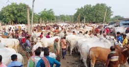 চাঁপাইনবাবগঞ্জে কোরবানিতে ৯০০ কোটি টাকার পশু বাণিজ্য