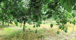 চাঁপাইনবাবগঞ্জে ৫৪ কেজির‘মণে’ জিম্মি আমচাষিরা